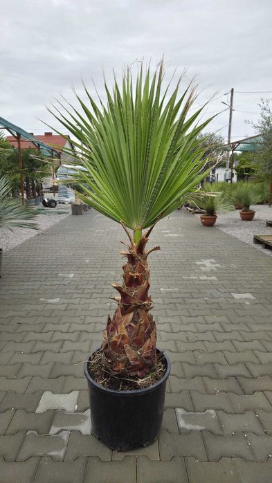 Washingtonia robusta – waszyngtonia wyniosła