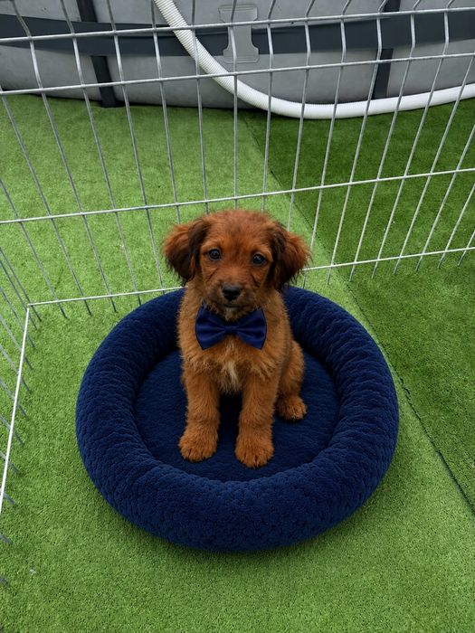 Cavapoo piesek red
