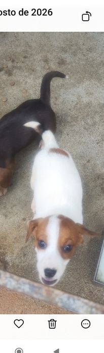 Cachorro cruzado travesso de beagle