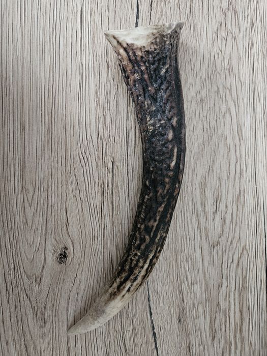 Gryzak dla psa - poroże jelenia