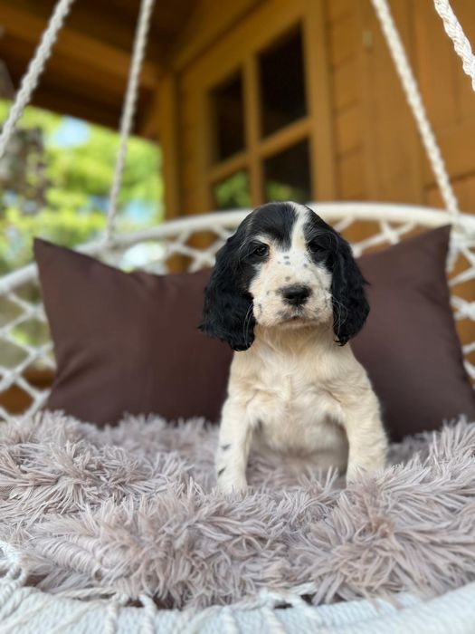Cocker spaniel angielski Piesek Piesek