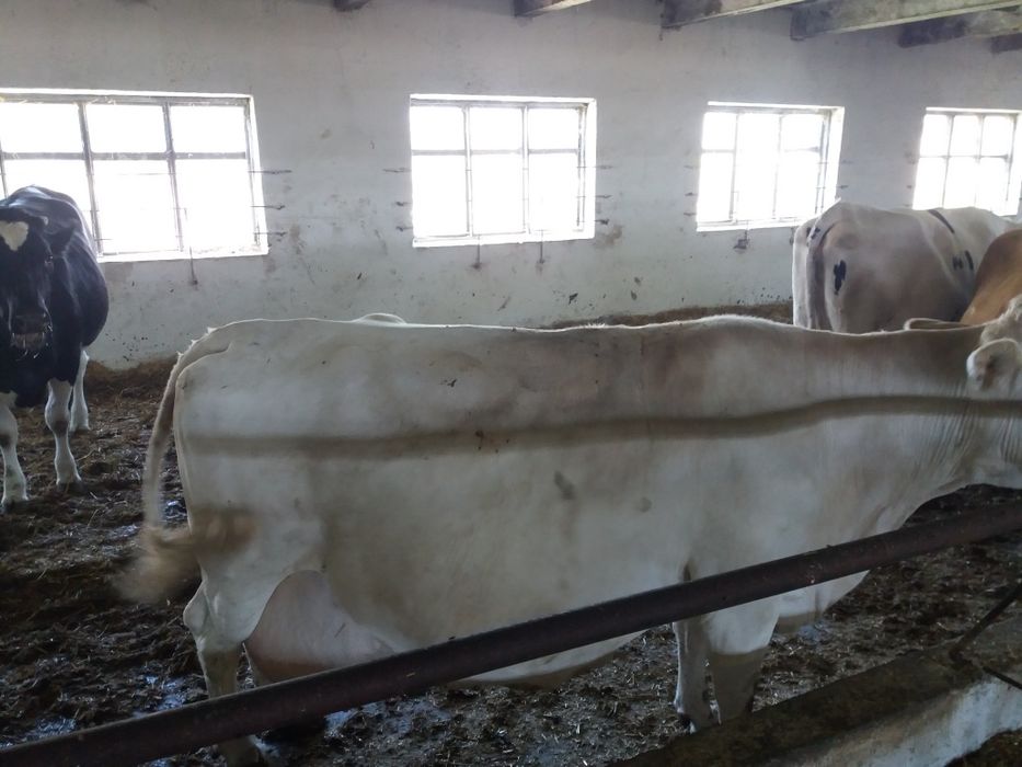 Продам телку настоящий голштин!