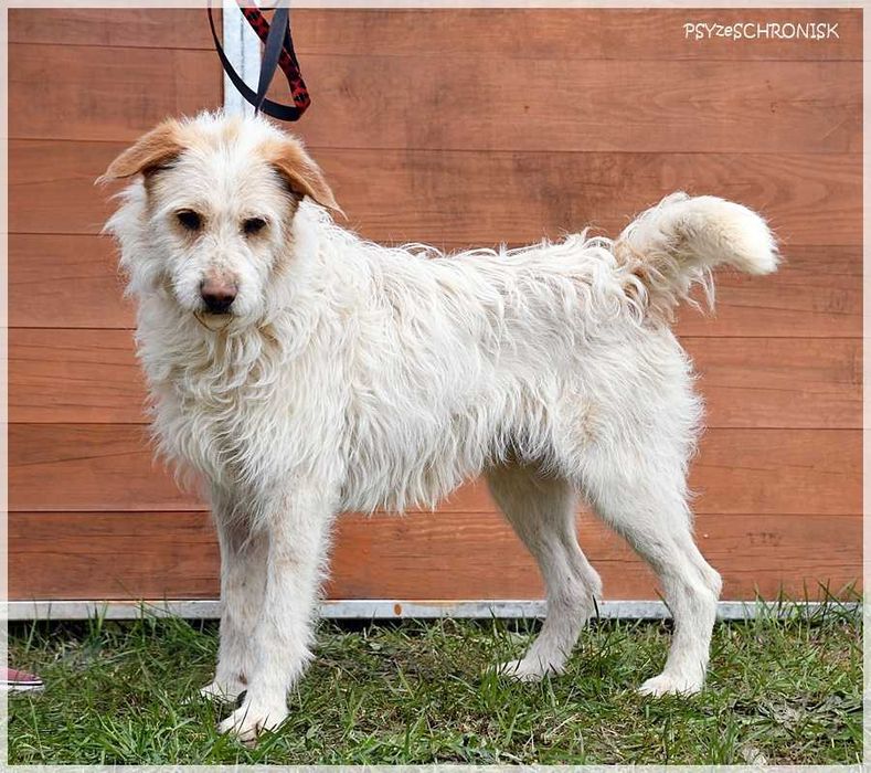 Baca - kudłaty wesołek chce dać Ci swoje serce