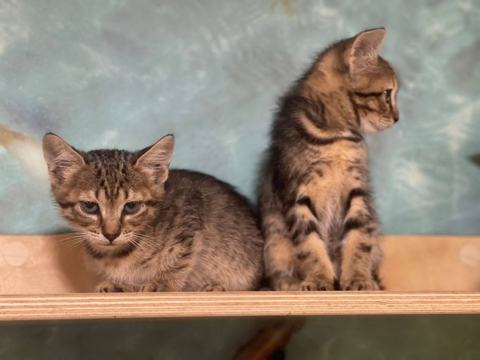 Красивые котята ищют дом