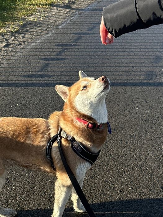 Продам чистокровну хаскі