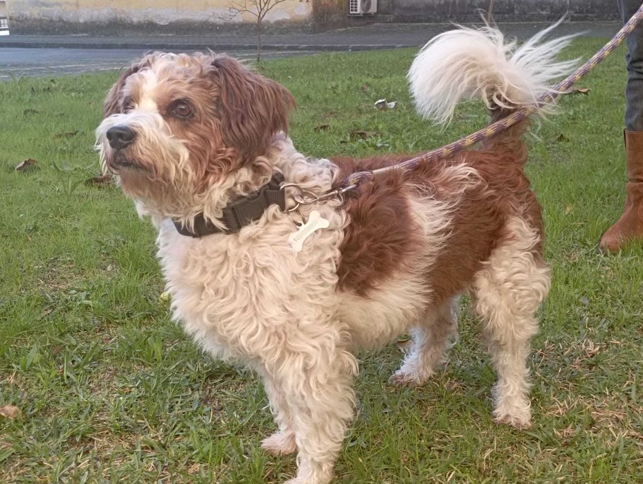 O Free precisa de um novo dono!