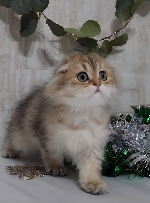 Шотландська висловуха дівчинка золота шиншила