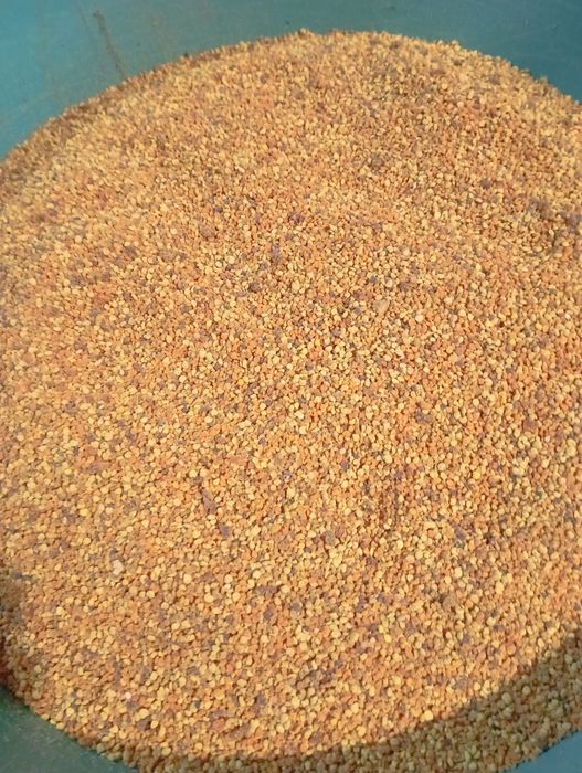 Пилок, пыльца 2025