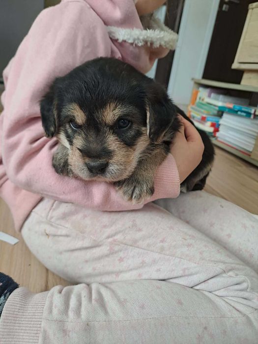 Piesek chlopczyk sliczny