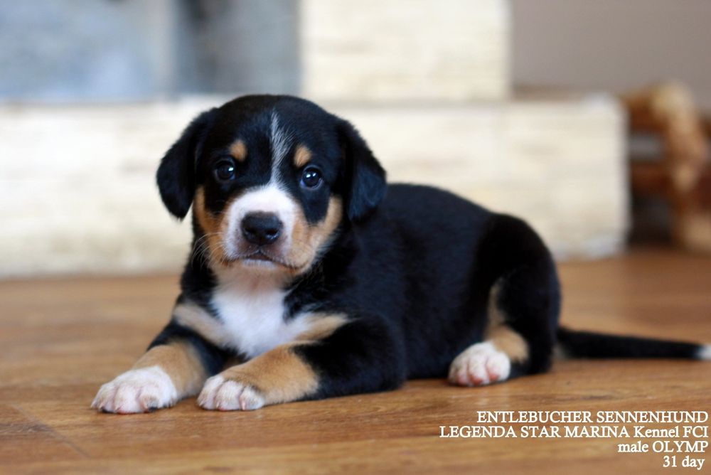 Ентлебухер зенненхунд Olymp! Майбутній чемпіон! Fci entlebucher