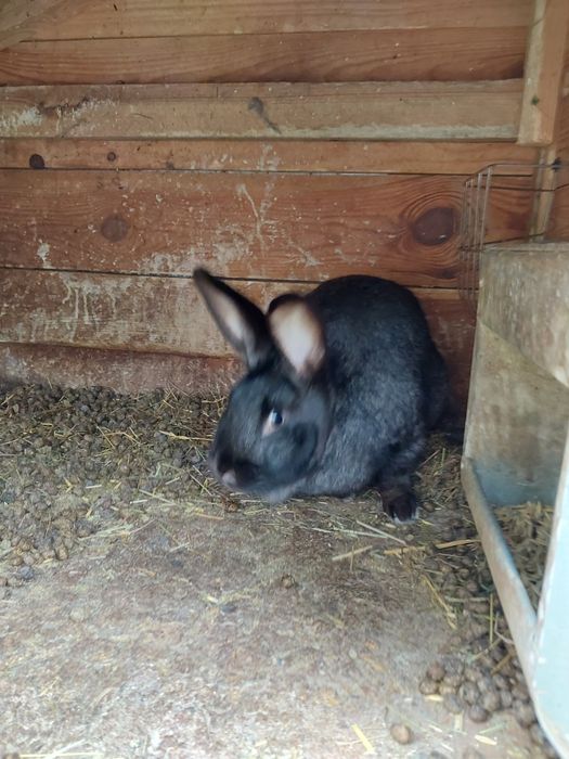 Sprzedam samca samice