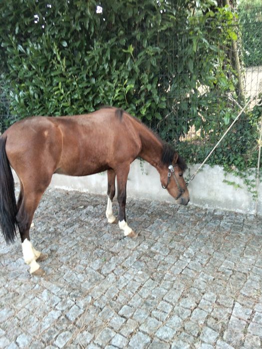 Vendo garrano manso