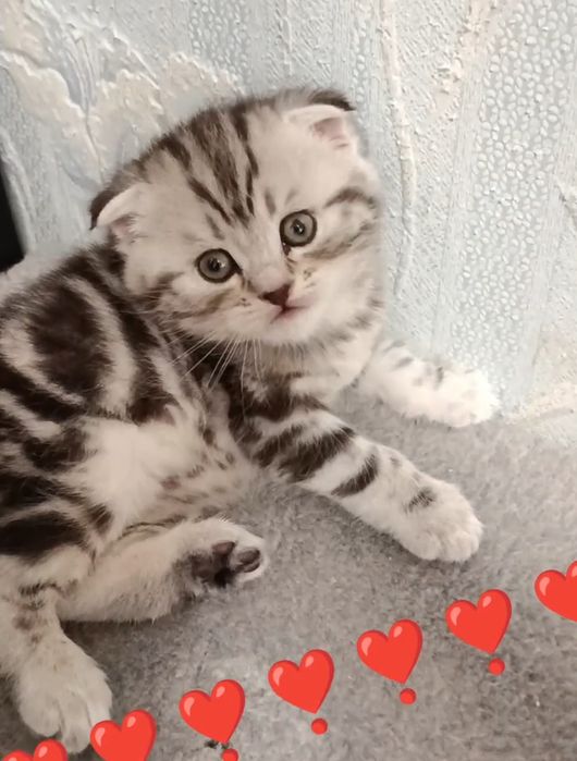 Котята шотландские вислоухие