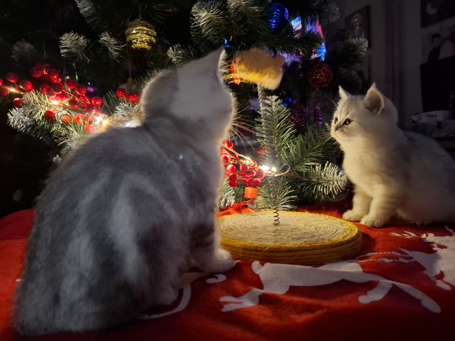 Шотландські кошенятка