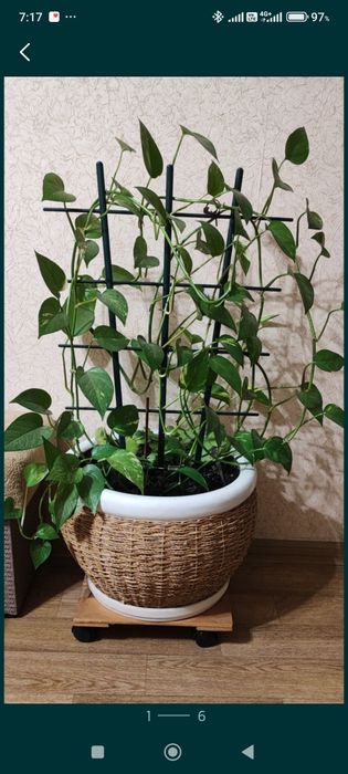 Продам плетёные горшок с красивым цветком.