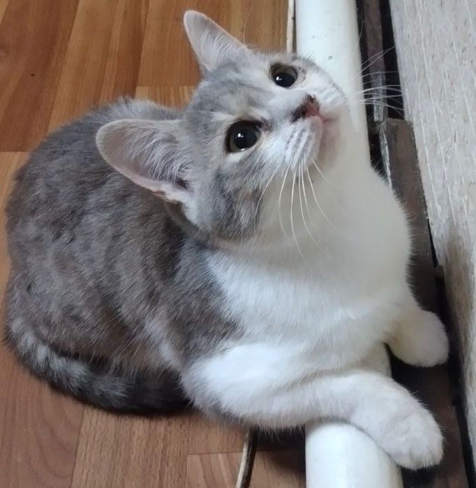 Красуня Зефірка шукає дім