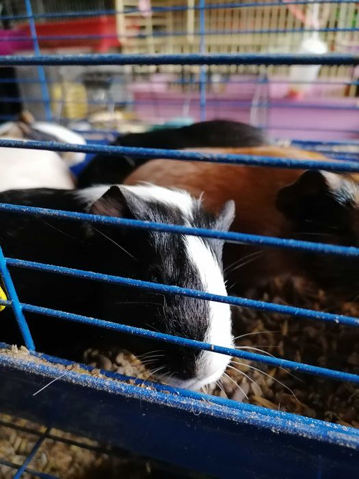 Морские свинки большой выбор