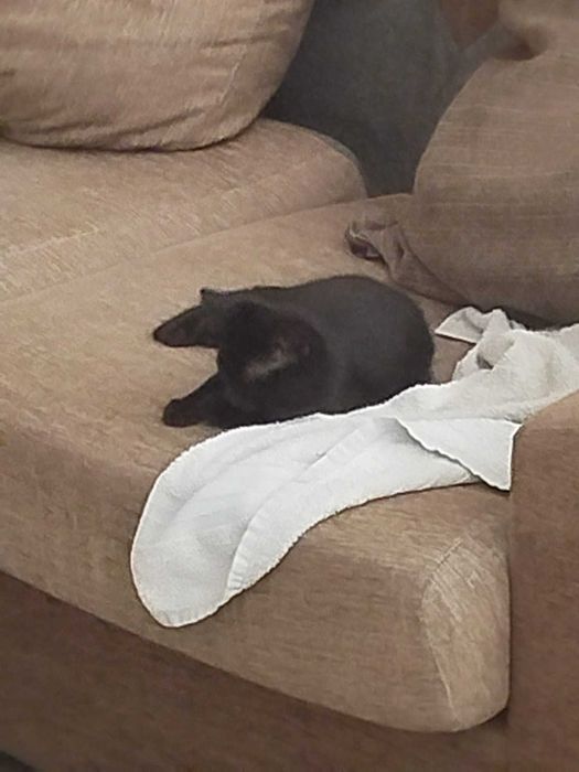 Gatinhos lindos para adoção responsável