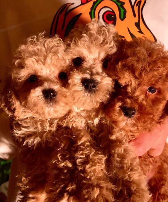 Лялькові різнокольорові малята міні мальтипу / той пудель