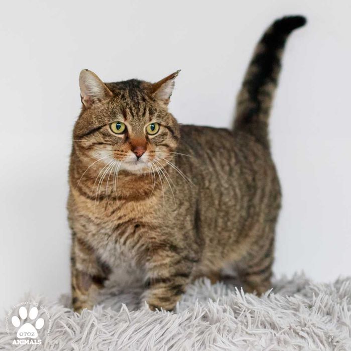Spokojny kocurek do adopcji! Poznajcie Gumisia!