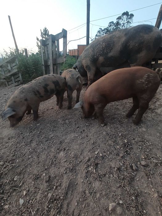 Porcos Duroc/LandRace/Malhado de Alcobaça