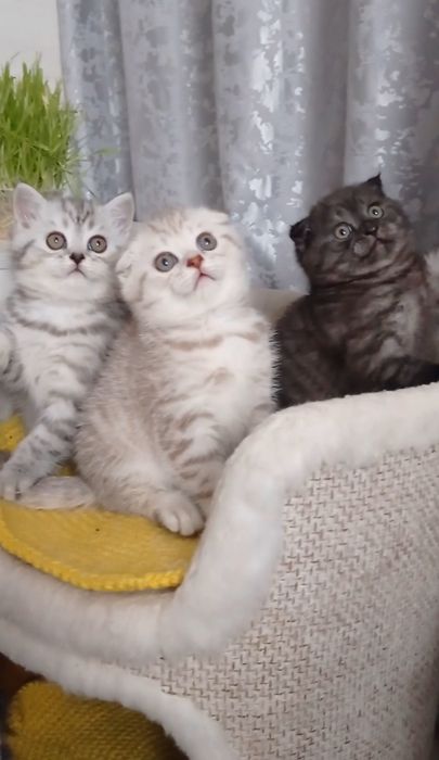 Шотландська страйт фолд котики