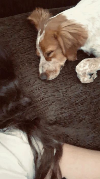 Pet sitting & Dog walking em Santarém