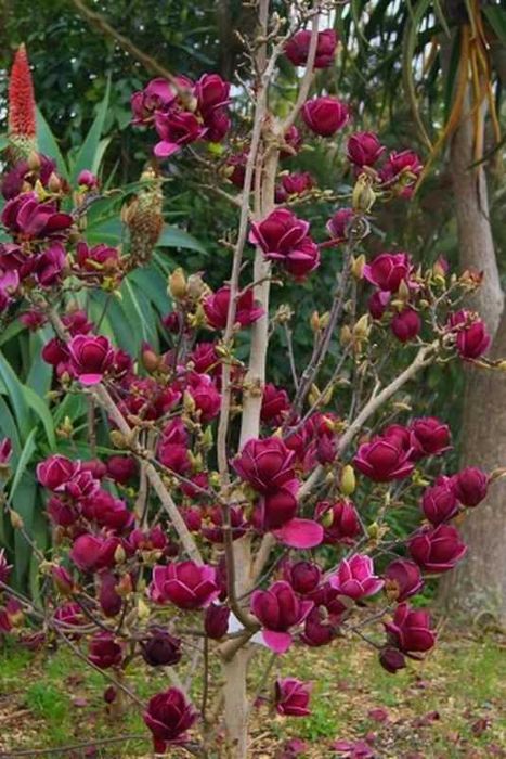Magnolia "Genie", najciemniejsze kwiaty wśród magnolii, unikat!