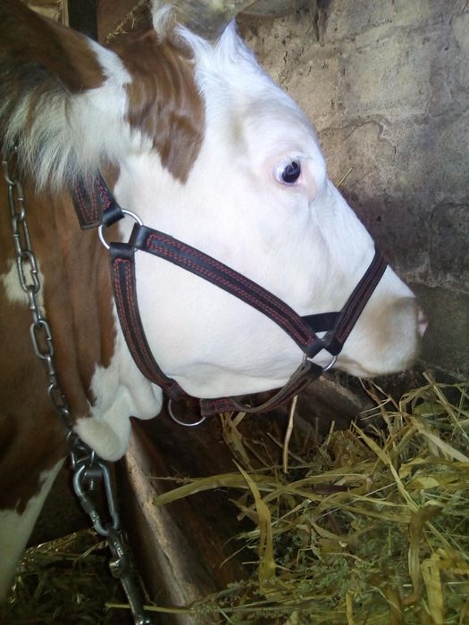 Привязь Недоуздок кантар  обродь оброть корова джерси джерсейская голш