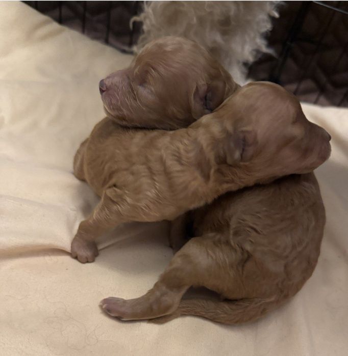 Терміново!!! Продаж міні мальтипу