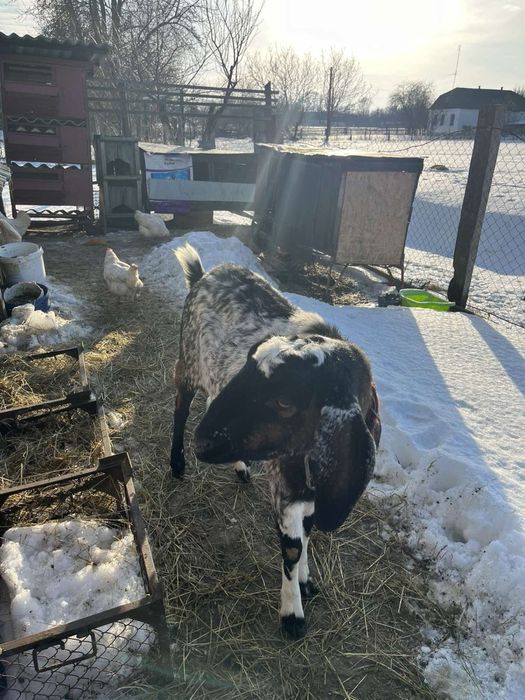 Продаю кітну  козочку 100% нубійку і дочку її