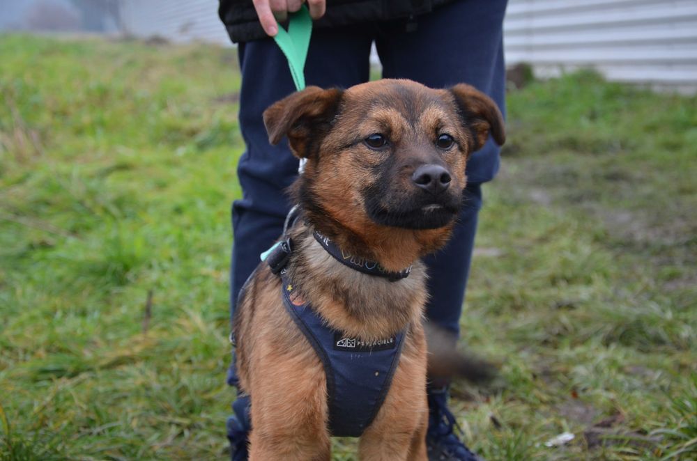 Berio - cudowny młodzieniaszek, pełen werwy słodziak- do adopcji.