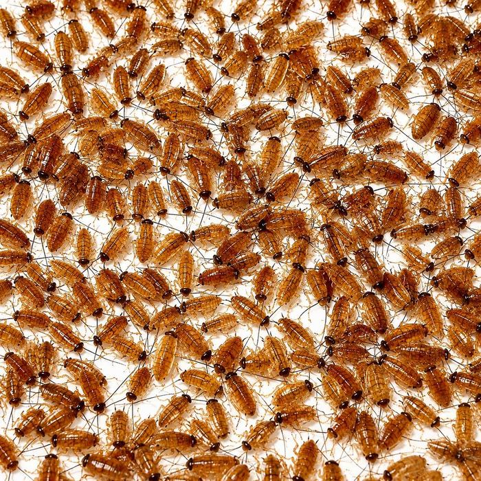 50szt Karaczan turecki wylęg ~4mm Karmówka dla gekona agamy ptasznika