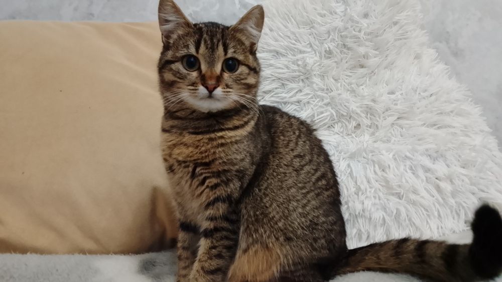 Кошка в добрые и ответственные руки бесплатно