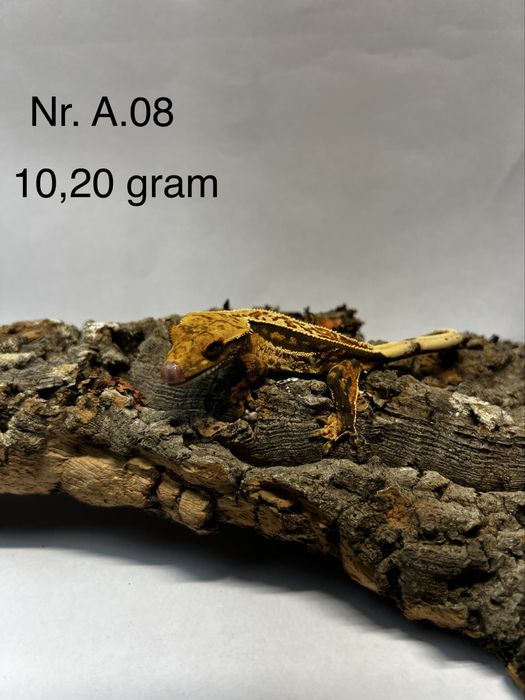 Gekony Orzęsione (Maluchy, Podrostki, Samica, Samiec)