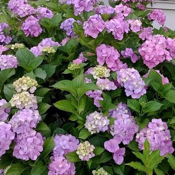 Гортензія великолиста