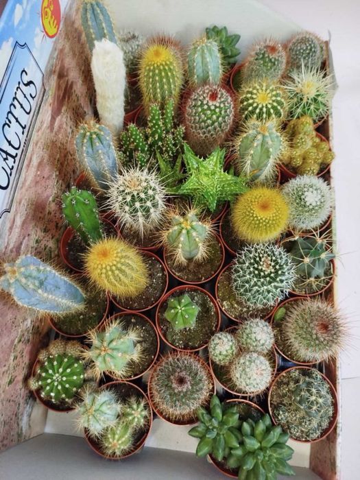 Кактуси різноманітні