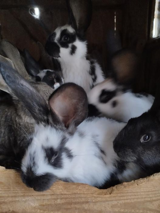 Królik króle sprzedam