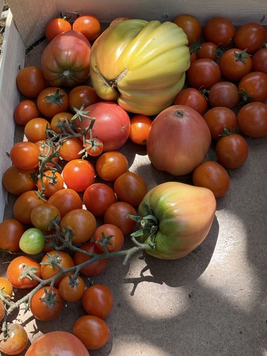 Cebolas pepinos tomates