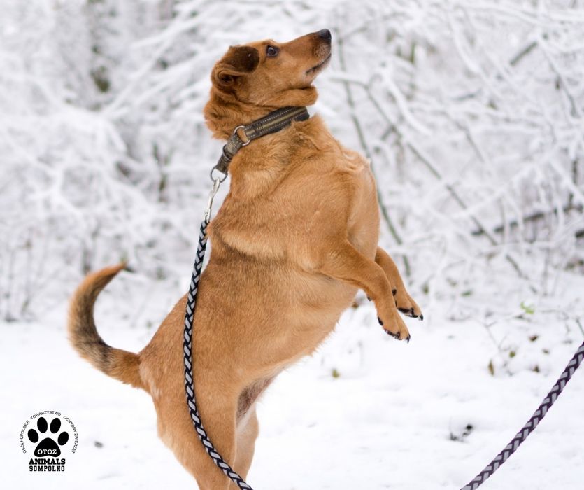 9 letnia Dolly szuka domu!