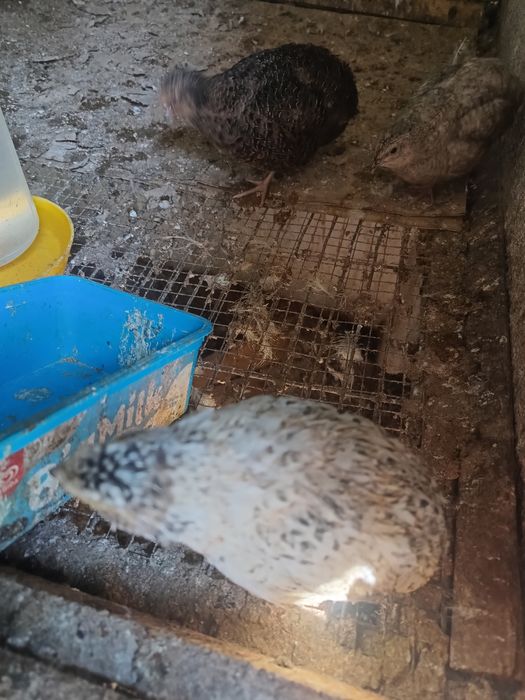 Przepiórki młode na sprzedaż