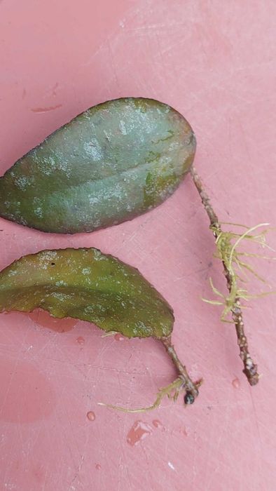 Hoya Caudata Sumatra. Hoja.