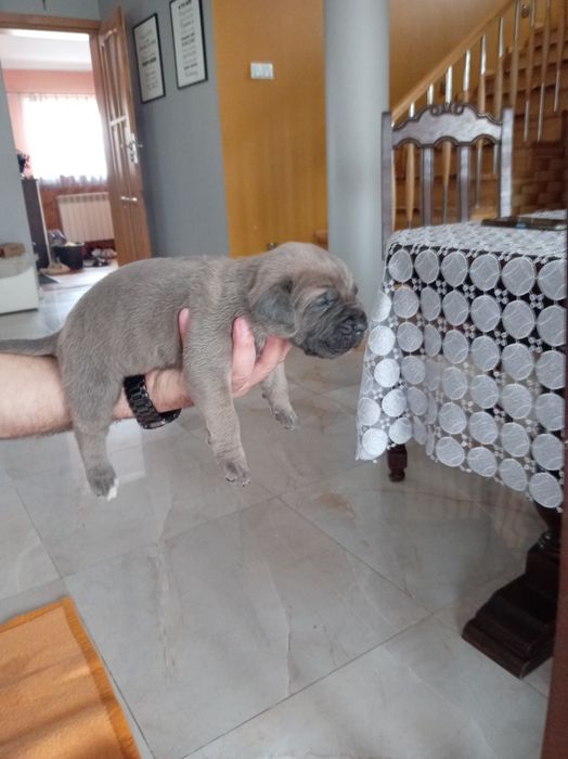 Cane corso szczenięta