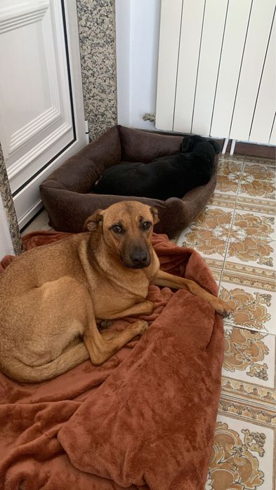 Roxy - adoção responsável
