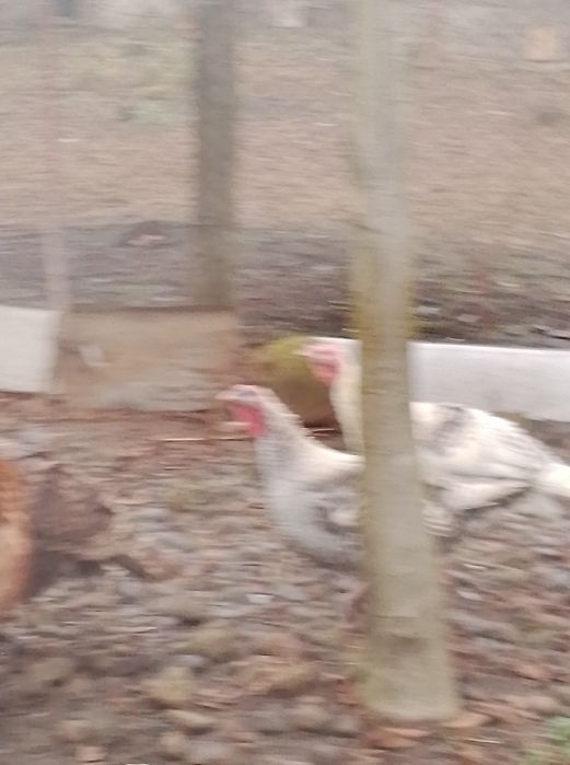 Продам молодняк індиків та пітухів.