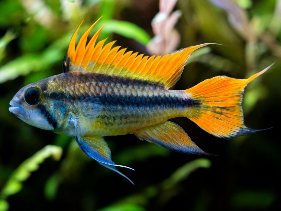 Pielęgniczka apistogramma kakadu 10szt