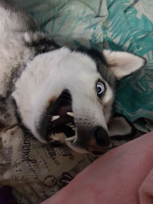 Опытный хаски вязка