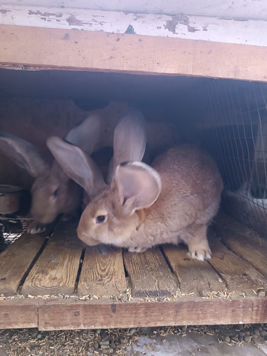 Продам  кроликів велетнів.