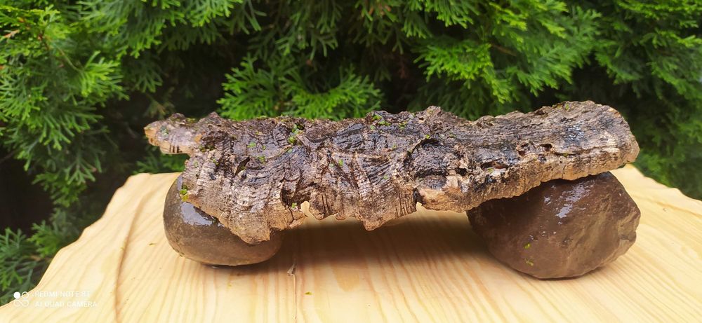 Grota z dębu korkowego 30x9 cm