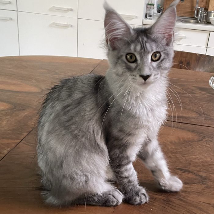 Koteczka maine coon